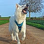 dog, white_dog, animal, canine, harness, outdoor, path, dirt_road, tree, field, greenery, sky, daytime, walking, mouth_open, teeth, nature, pet, fur, bark