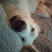 Plume participe au concours pour gagner de l'argent avec cette photo : dog, upside_down, couch, pillows, fur, relaxed, indoor, pet, resting, cozy, white_fur, snout, ear, nose, closeup, soft_texture, home, carpet, animal, sleepy