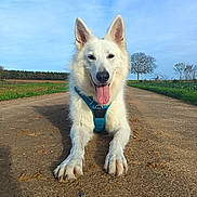 Plume a rejoint le concours — aidez-le/la à gagner de superbes lots ! animal, canine, close_up, dirt_road, dog, ears_up, field, grass, happy, harness, lying_down, nature, outdoor, pet, road, sky, sunny, tongue_out, tree, white_dog