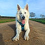 animal, canine, close_up, dirt_road, dog, ears_up, field, grass, happy, harness, lying_down, nature, outdoor, pet, road, sky, sunny, tongue_out, tree, white_dog