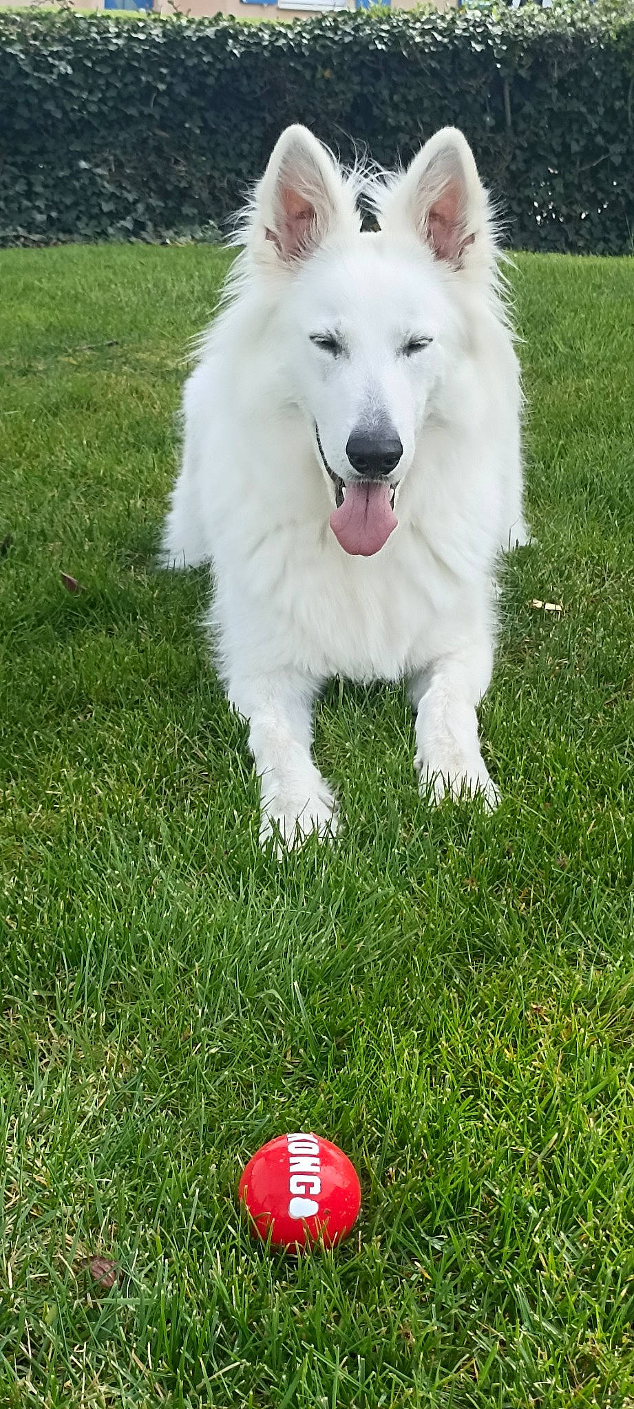 Plume participe au concours pour gagner de l'argent avec cette photo : ball, canidae, carmine, carnivore, companion_dog, dog, dog_breed, fang, foot, fur, giant_dog_breed, grass, herding_dog, indian_spitz, lawn, plant, samoyed, snout, sporting_group, working_dog