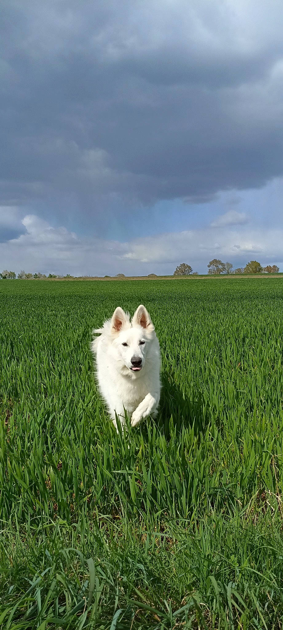 Plume a rejoint le concours — aidez-le/la à gagner de superbes lots ! agriculture, carnivore, cloud, companion_dog, dog, dog_breed, field, grass, grassland, landscape, meadow, natural_landscape, pasture, people_in_nature, plant, prairie, sky, terrestrial_animal, volpino_italiano, working_animal