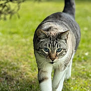 Fantôme participe au concours pour gagner de l'argent avec cette photo : cat, tabby_cat, blue_eyes, walking, grass, outdoor, nature, animal, pet, mammal, fur, whiskers, focused, close_up, portrait, greenery, daylight, blurred_background, striding, curious