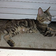 Blueréal a rejoint le concours — aidez-le/la à gagner de superbes lots ! cat, kitten, tabby, animal, pet, feline, lying_down, resting, concrete_floor, metal_shutter, striped, young_cat, domestic_cat, side_view, outdoor, sleeping, relaxed, small_animal, cute, paw