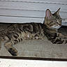 cat, kitten, tabby, animal, pet, feline, lying_down, resting, concrete_floor, metal_shutter, striped, young_cat, domestic_cat, side_view, outdoor, sleeping, relaxed, small_animal, cute, paw