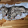 Blueréal a rejoint le concours — aidez-le/la à gagner de superbes lots ! cat, kitten, sleeping, tabby, lace, tablecloth, wooden_surface, figurines, decorative, cute, pet, animal, resting, indoor, cozy, peaceful, soft_light, closeup, laying_down, domestic_cat
