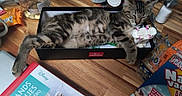 Blueréal participe au concours pour gagner de l'argent avec cette photo : tabby_kitten, sleeping_cat, black_box, wooden_table, jar_of_coins, snack_pack, disney_book, cluttered_table, domestic_cat, indoor, resting_pet, feline, striped_fur, small_cat, cute_pet, household_items, relaxing, toy, food_packaging, casual_scene