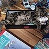 tabby_kitten, sleeping_cat, black_box, wooden_table, jar_of_coins, snack_pack, disney_book, cluttered_table, domestic_cat, indoor, resting_pet, feline, striped_fur, small_cat, cute_pet, household_items, relaxing, toy, food_packaging, casual_scene