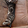Blueréal participe au concours pour gagner de l'argent avec cette photo : cat, kitten, tabby, pet, animal, feline, couch, leather, brown, relaxed, indoor, resting, cute, young, fur, whiskers, paw, laying, household, cozy