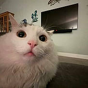 Newton is registered to the contest to win money with this photo: animal, cat, close_up, cute, domestic_cat, fluffy, fur, furniture, home, indoor, living_room, pet, pink_nose, portrait, surprised_expression, television, wall_decor, whiskers, white_cat, wide_eyes