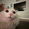 cat, white_cat, fluffy, wide_eyes, surprised_expression, indoor, living_room, television, wall_decor, furniture, home, pet, close_up, animal, cute, fur, whiskers, pink_nose, domestic_cat, portrait