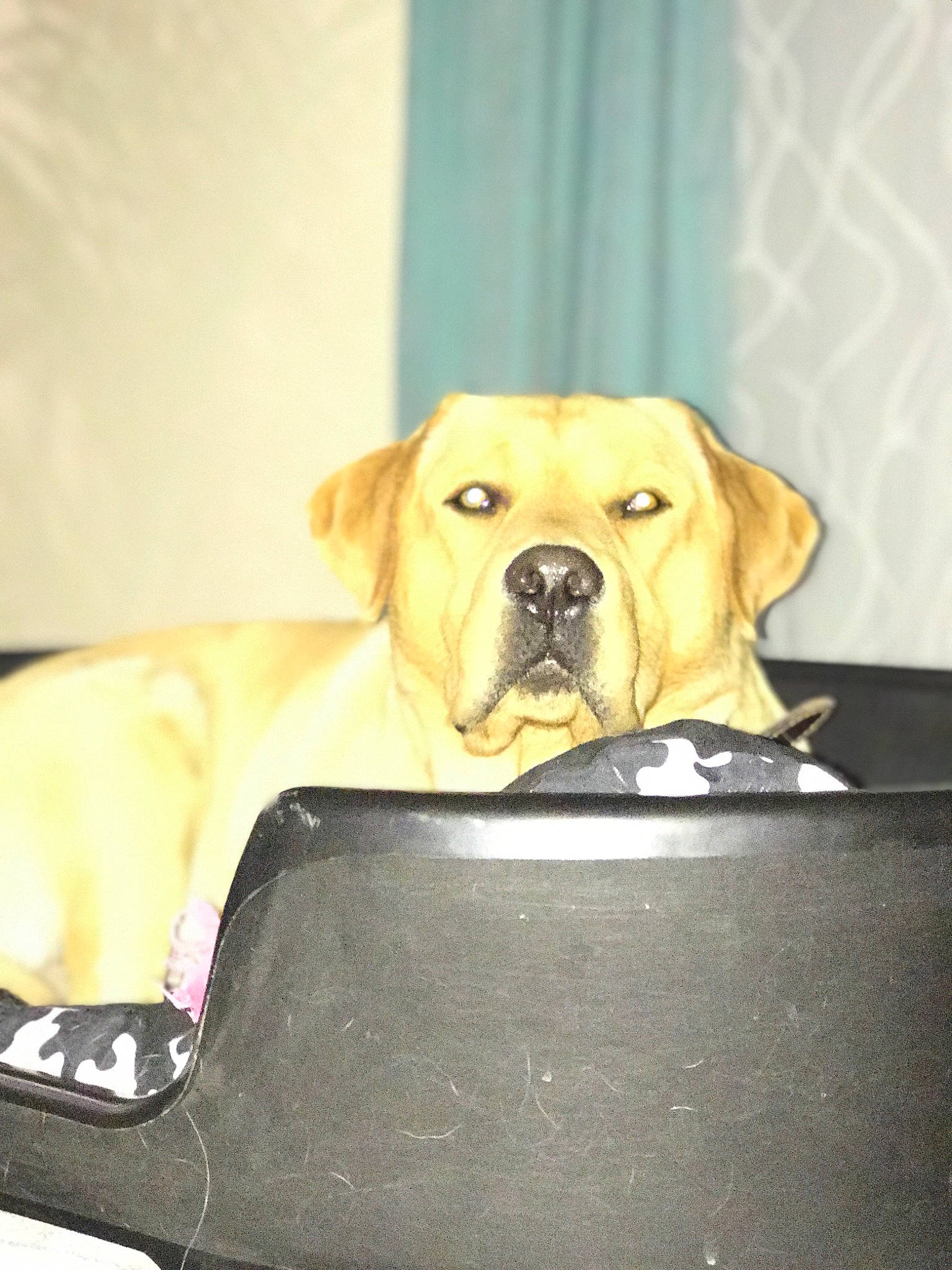 Nixon participe au concours pour gagner de l'argent avec cette photo : bandog, boerboel, broholmer, canidae, carnivore, companion_dog, dog, dog_breed, fawn, labrador_retriever, mammal, non_sporting_group, puppy, retriever, sporting_group, vertebrate