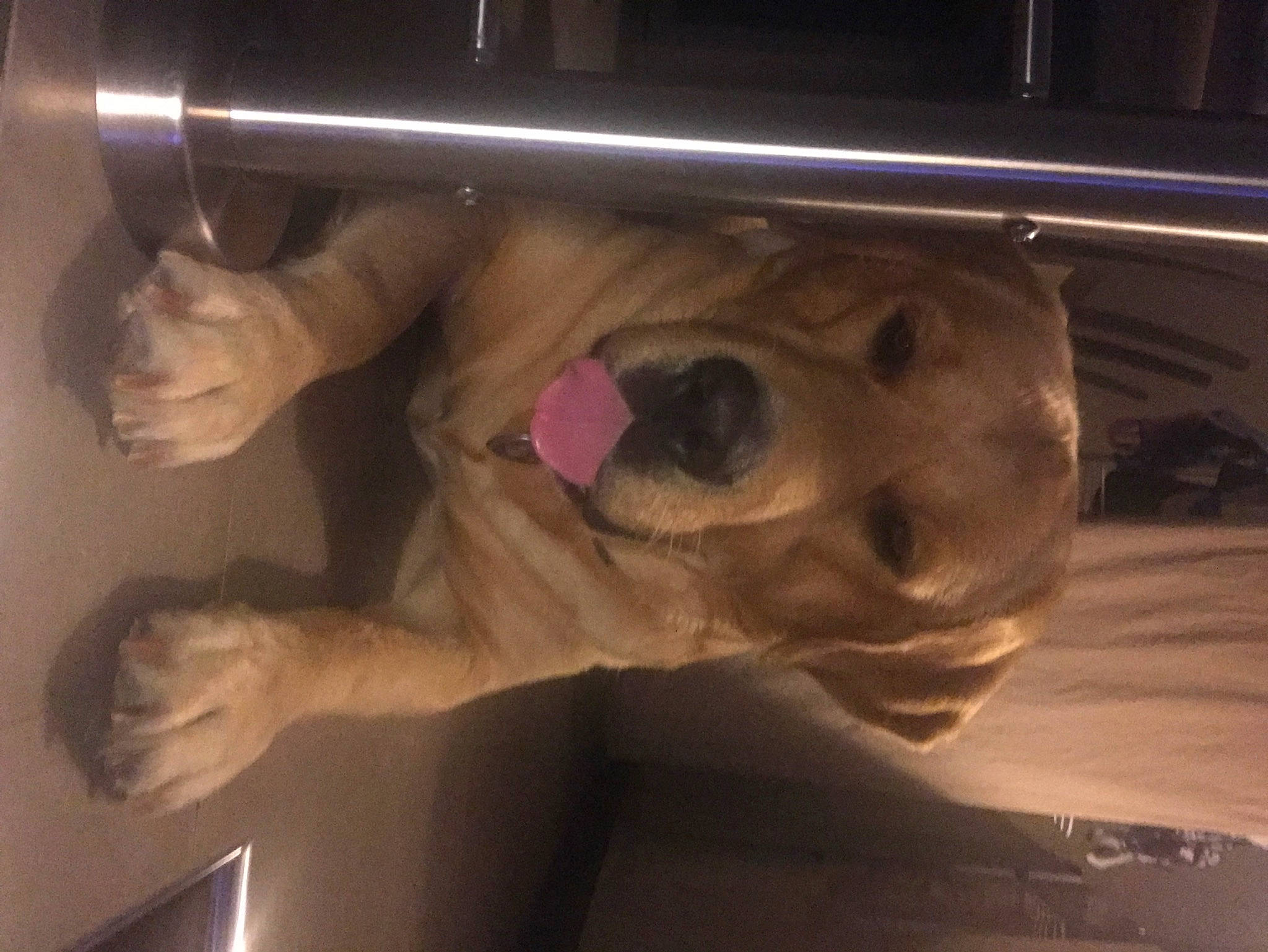 Nixon a rejoint le concours — aidez-le/la à gagner de superbes lots ! canidae, dog, fawn, hand, jaw, puppy, snout, sporting_group