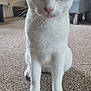 Dotty is registered to the contest to win money with this photo: animal, black_markings, carpet, cat, closeup, curious, domestic_cat, ears, feline, floor, furniture, fuzzy_toy, home, indoor, looking_at_camera, pet, sitting, toy, whiskers, white_cat