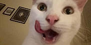 Dotty joined the competition — help win amazing prizes! animal, cat, close_up, cute, decor, domestic_cat, eyes, face, feline, framed_art, fur, indoor, pet, pink_nose, surprised_expression, tongue, tongue_out, wall, whiskers, white_cat