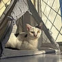 Dotty joined the competition — help win amazing prizes! animal, black_spots, cat, cozy, domestic_cat, fabric_tent, feline, floor, grid_pattern, home, indoor, pet, quiet, relaxed, resting, shadow, soft_light, sunlight, white_cat, window
