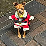 animal, brick, brown_dog, closeup, clothing, collar, cute, daytime, dog, festive, holiday_outfit, outdoor, pattern, pavement, pet, santa_costume, small_dog, standing, tags, walking