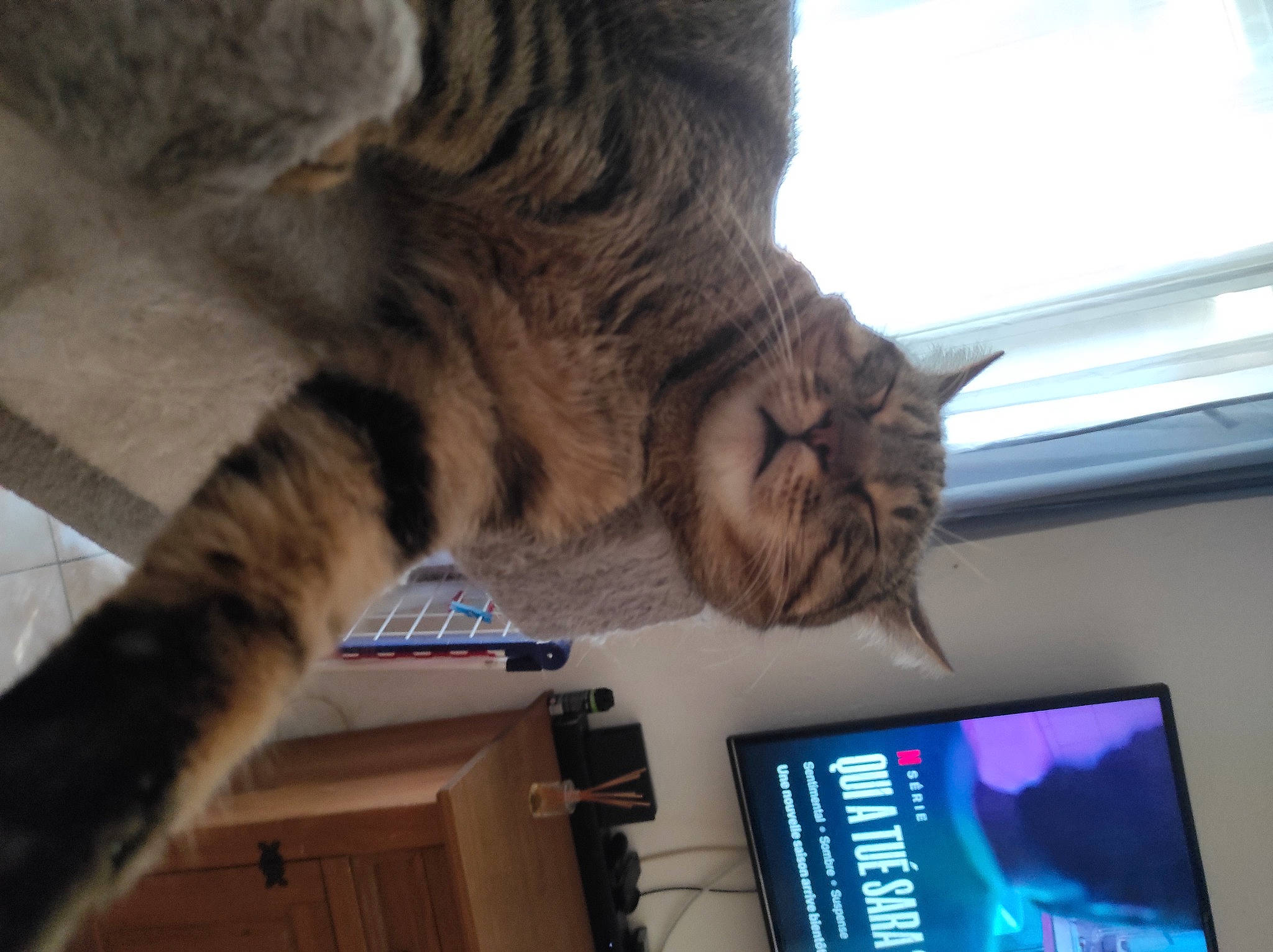 Pato participe au concours pour gagner de l'argent avec cette photo : bookcase, carnivore, cat, display_device, domestic_short_haired_cat, electric_blue, felidae, fur, gadget, gesture, machine, plant, shelf, small_to_medium_sized_cats, snout, tail, television, television_set, whiskers, window