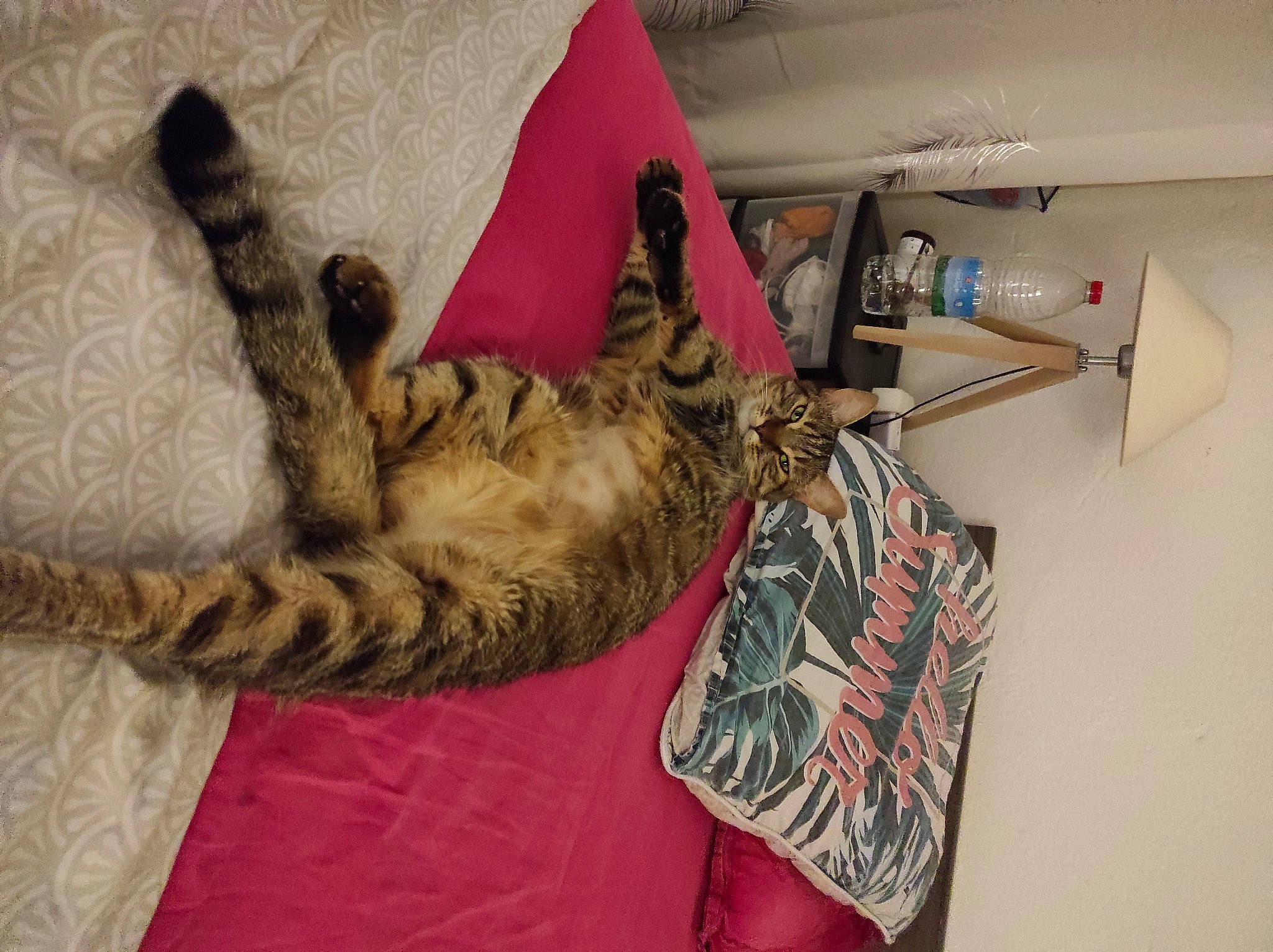 Pato participe au concours pour gagner de l'argent avec cette photo : bed, carnivore, cat, claw, comfort, domestic_short_haired_cat, fawn, felidae, fur, human_leg, linens, military_camouflage, nap, paw, room, small_to_medium_sized_cats, tail, textile, whiskers, wood