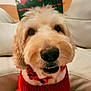 animal, canine, christmas, couch, cute, decor, dog, elf, festive, fluffy, hat, holiday, indoor, living_room, pet, portrait, red, seated, smiling, sweater