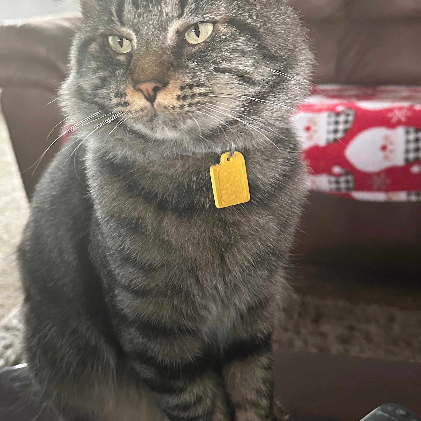 Tito joined the competition — help win amazing prizes! cat, tabby, gray_cat, pet, animal, feline, portrait, close_up, sitting, whiskers, green_eyes, ears, fur, collar, gold_tag, indoors, living_room, couch, remote_control, serious_expression