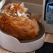 Foxi participe au concours pour gagner de l'argent avec cette photo : animal, cat, corner, cozy, curled_up, domestic, door, feline, floor, fluffy, fur, home, indoor, orange_cat, pet_bed, quiet, resting, sleepy, stacked_bags, wooden_floor