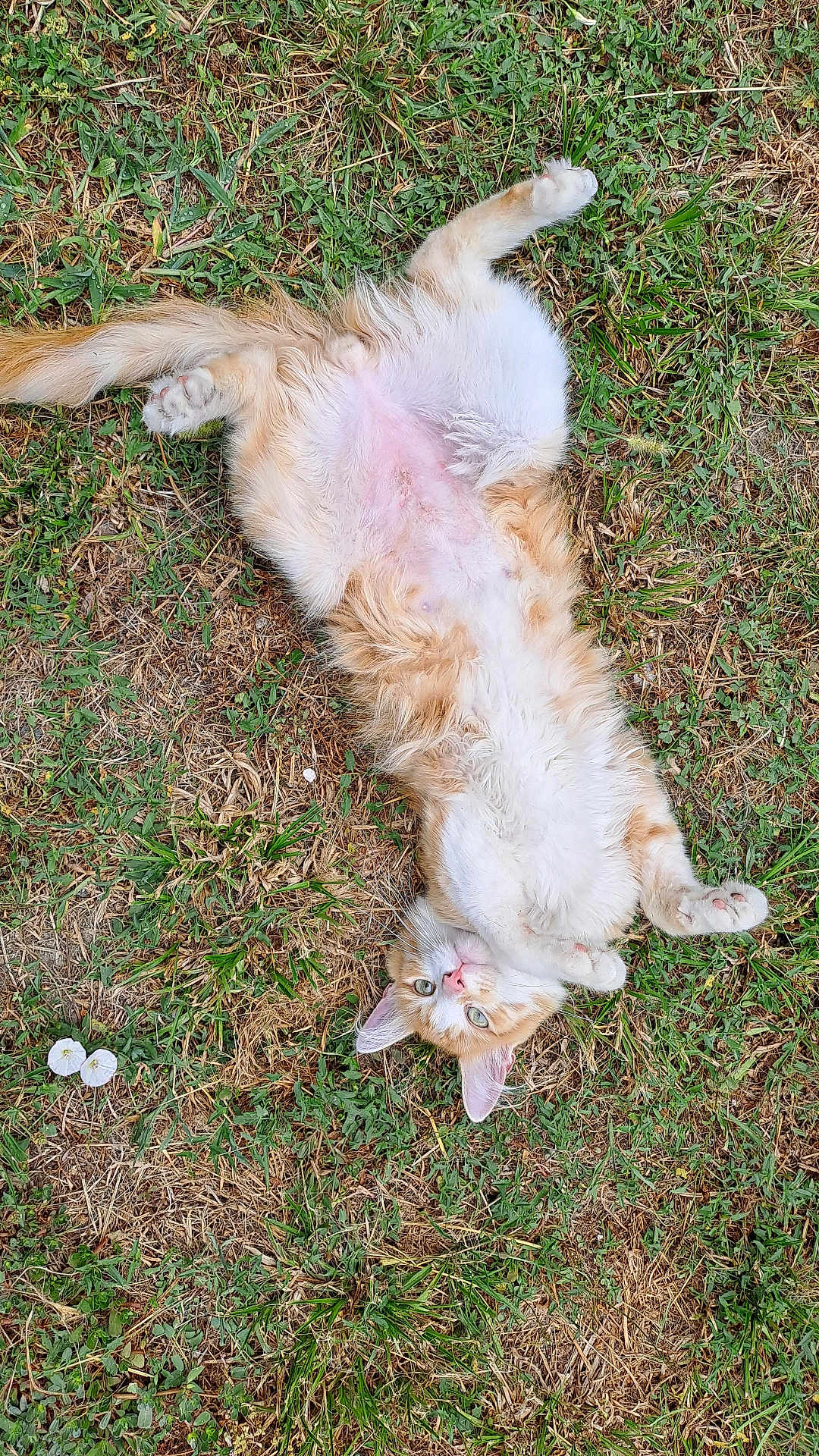 Foxi a rejoint le concours — aidez-le/la à gagner de superbes lots ! cat, orange_cat, white_fur, lying_down, grass, outdoor, green_eyes, playful, pet, animal, fluffy, nature, relaxed, cute, paws, fur, summer, wildflowers, ground, resting