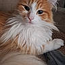 cat, fluffy, orange, white, pet, animal, fur, relaxed, indoor, cozy, blanket, couch, closeup, face, whiskers, paw, tail, resting, cute, feline