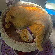 Hercules is registered to the contest to win money with this photo: cat, orange_tabby, sleeping, cat_bed, purple_collar, sunlight, window, curtain, unicorn_pattern, fabric, indoor, pet, cozy, resting, feline, cute, animal, relaxation, napping, domestic