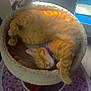 cat, orange_tabby, sleeping, cat_bed, purple_collar, sunlight, window, curtain, unicorn_pattern, fabric, indoor, pet, cozy, resting, feline, cute, animal, relaxation, napping, domestic