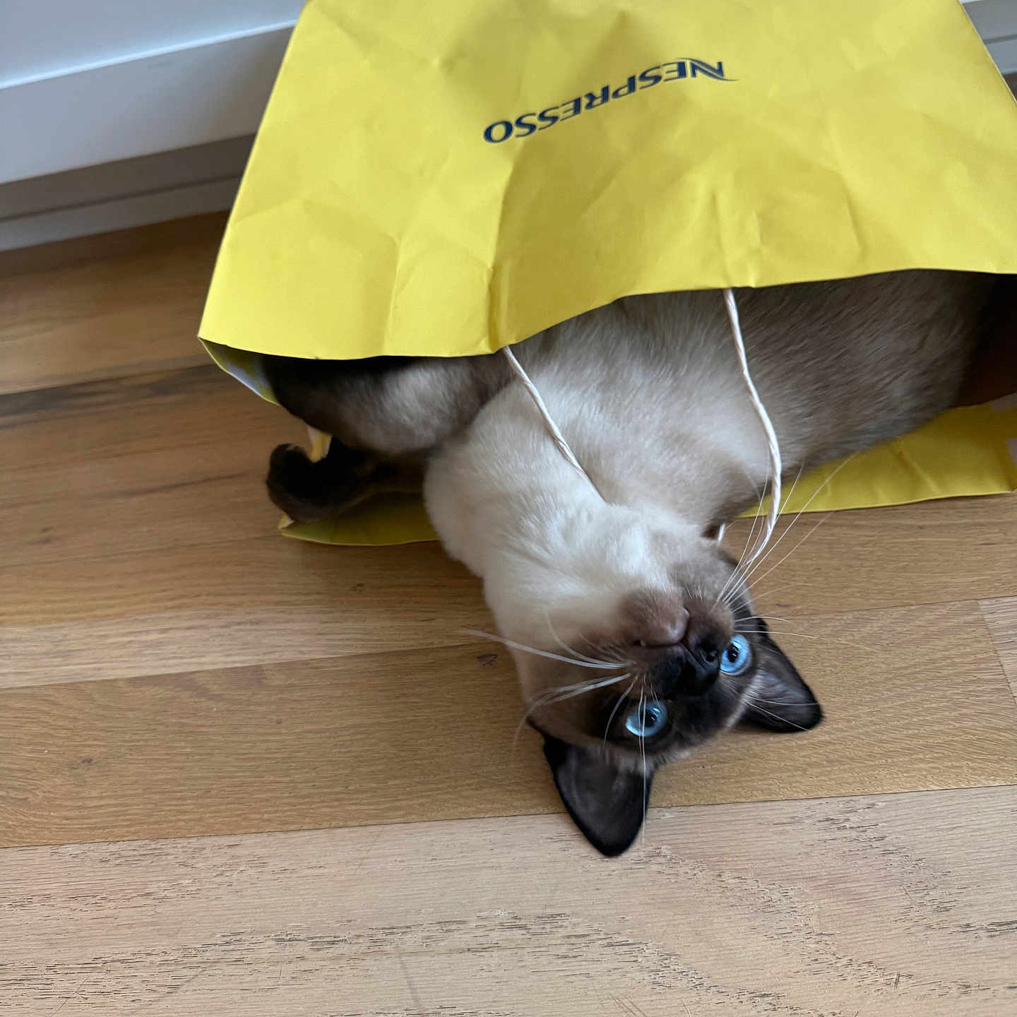Chromosome joined the competition — help win amazing prizes! animal, blue_eyes, cat, curious, cute, domestic, ears, feline, flooring, funny_pose, household, indoor, paper_bag, peekaboo, pet, playful, siamese, whiskers, wooden_floor, yellow_bag