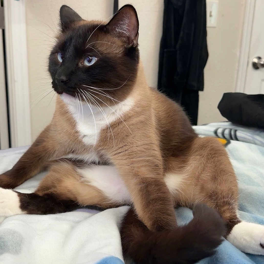 Amarillo is registered to the contest to win money with this photo: animal, bedroom, blanket, blue_eyes, cat, cozy, cute, dreamcatcher, feline, fur, household, indoor, paws, pet, relaxed, robe, siamese_cat, sitting, tail, whiskers