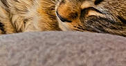 Ruppert is registered to the contest to win money with this photo: animal, cat, close_up, closeup, cozy, cute, domestic_cat, feline, fur, indoor, nose, peaceful, pet, relaxed, resting, sleeping, soft, tabby, texture, whiskers