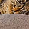animal, cat, close_up, closeup, cozy, cute, domestic_cat, feline, fur, indoor, nose, peaceful, pet, relaxed, resting, sleeping, soft, tabby, texture, whiskers