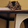 Ruppert is registered to the contest to win money with this photo: animal, cat, cozy, curious, cute, domestic, ears, eyes, feline, fur, home, indoor, kitten, pet, resting, shelf, tabby, whiskers, wood, young