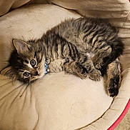 Ruppert is registered to the contest to win money with this photo: animal, cat, collar, cozy, curious, cute, domestic, feline, floor, fur, indoor, kitten, pet_bed, relaxed, resting, small, soft, tabby, tile, young