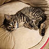 animal, cat, collar, cozy, curious, cute, domestic, feline, floor, fur, indoor, kitten, pet_bed, relaxed, resting, small, soft, tabby, tile, young