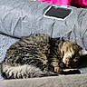 Ruppert joined the competition — help win amazing prizes! animal, blanket, cat, couch, cozy, cute, domestic_animal, feline, fur, furniture, home, indoor, living_room, nap, pet, relaxation, resting, sleeping, soft, tabby