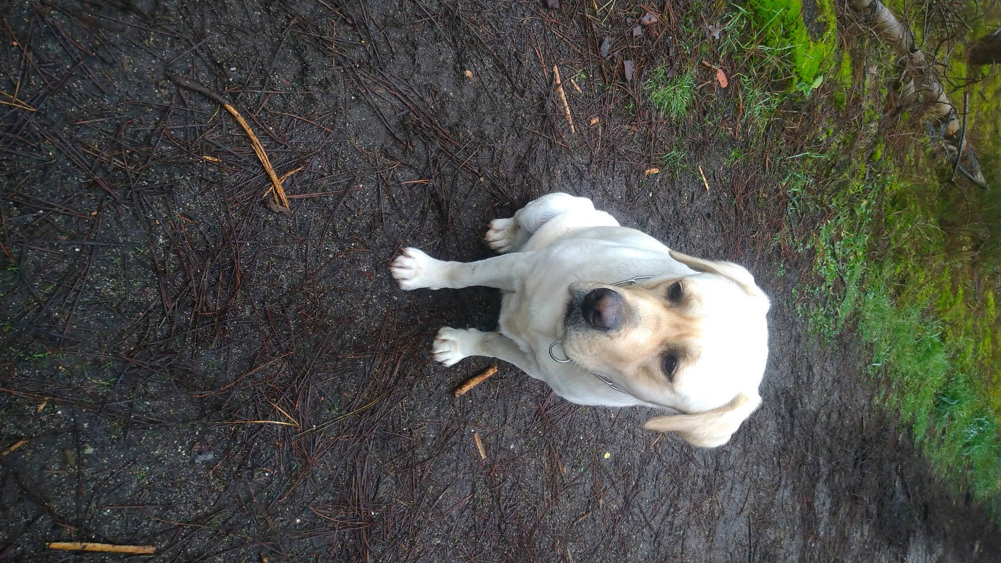 Blanca a rejoint le concours — aidez-le/la à gagner de superbes lots ! canidae, carnivore, companion_dog, dog, dog_breed, fawn, hunting_dog, snout, sporting_group, tail, terrestrial_animal, working_animal, working_dog