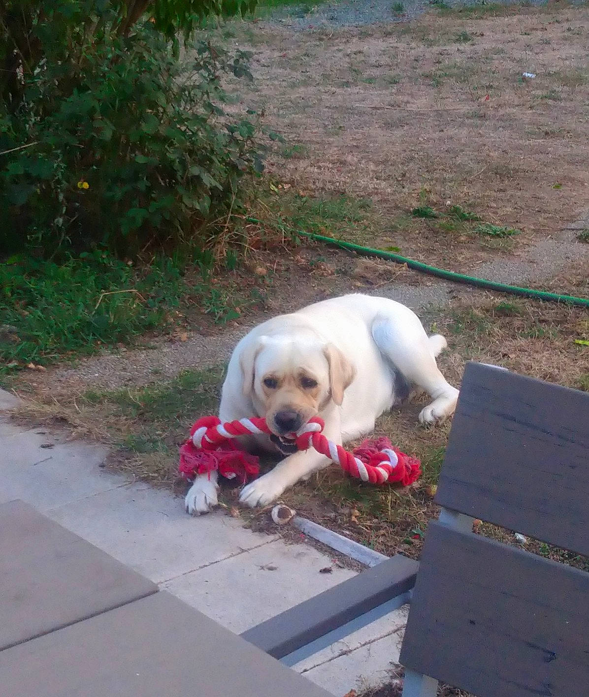 Blanca a rejoint le concours — aidez-le/la à gagner de superbes lots ! canidae, carnivore, collar, companion_dog, dog, dog_breed, dog_collar, dog_supply, fawn, groundcover, leash, mammal, pet_supply, puppy, retriever, snout, sporting_group, tail, vertebrate, working_animal