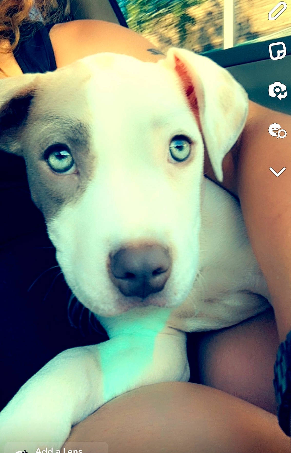 King joined the competition — help win amazing prizes! blue, canidae, carnivore, close_up, collar, companion_dog, dog, dog_breed, dog_collar, ear, fawn, fur, happy, jaw, puppy_love, selfie, snout, sporting_group, whiskers, working_animal