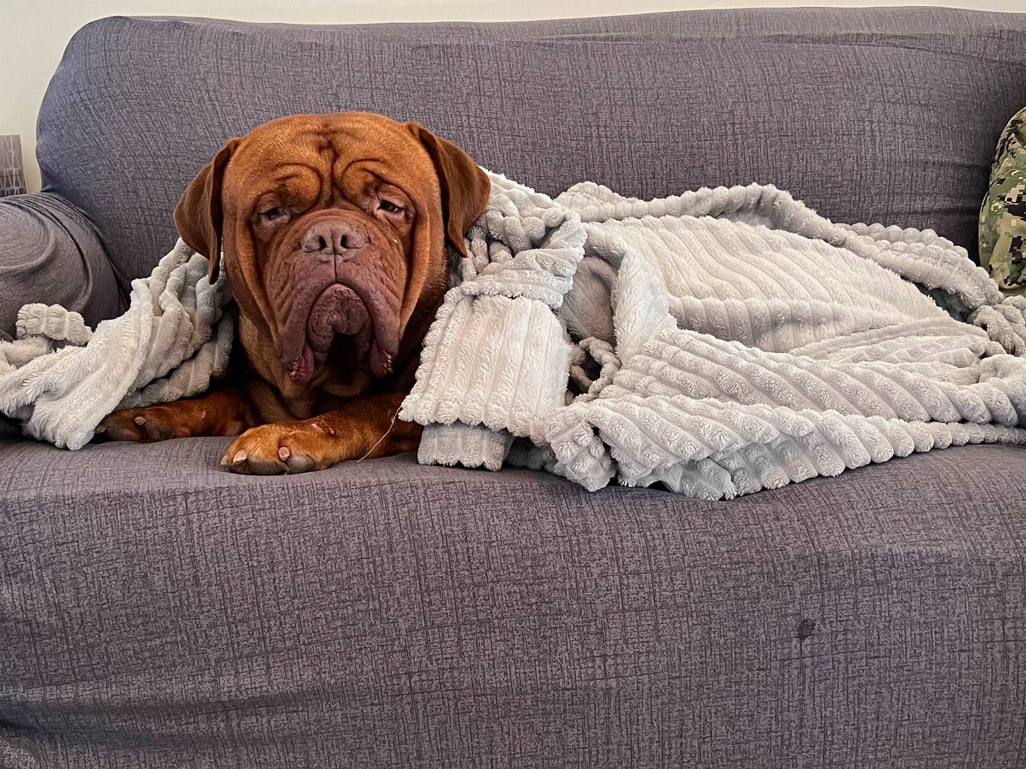 Titan joined the competition — help win amazing prizes! boxer, canidae, carnivore, comfort, companion_dog, dog, dog_breed, dog_supply, fawn, flooring, hardwood, linens, liver, paw, puppy, terrestrial_animal, wood, working_animal, working_dog, wrinkle