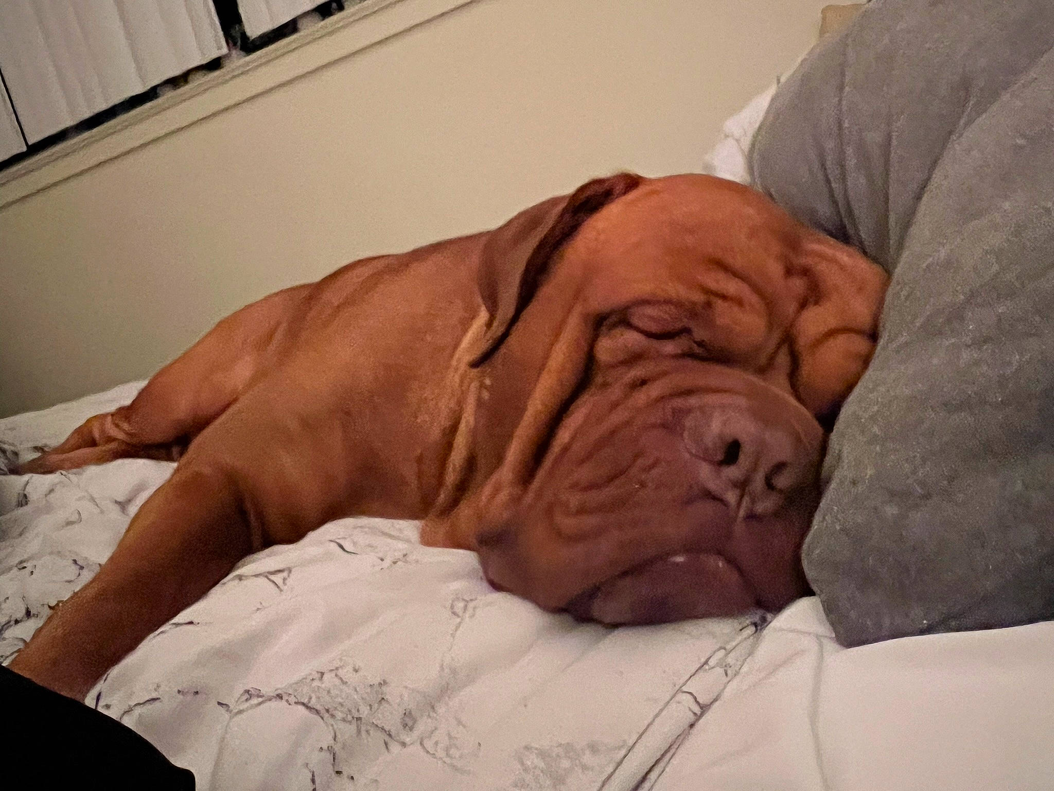 Titan joined the competition — help win amazing prizes! canidae, carnivore, comfort, companion_dog, dog, dog_breed, dog_supply, fawn, flesh, fur, head, linens, liver, nap, ori_pei, snout, sporting_group, window, wood, wrinkle