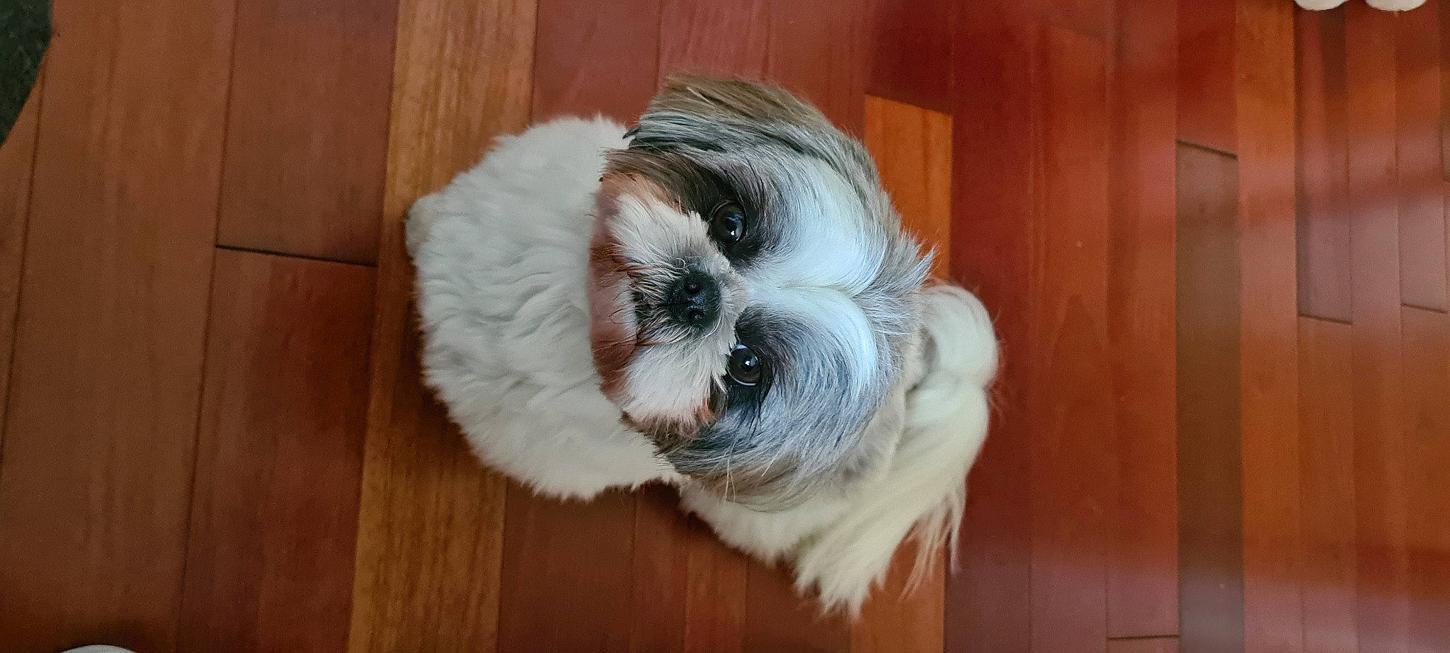 Nouba participe au concours pour gagner de l'argent avec cette photo : canidae, carnivore, companion_dog, dog, dog_breed, fawn, flooring, fur, hardwood, house, liver, shih_poo, sporting_group, tail, terrestrial_animal, toy_dog, whiskers, wood, wood_stain, working_animal