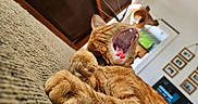Oscar joined the competition — help win amazing prizes! cat, orange_tabby, yawning, paw, indoor, close_up, feline, pet, fur, whiskers, teeth, tongue, relaxed, fabric, couch, home, furniture, framed_pictures, window, collar
