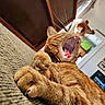 cat, orange_tabby, yawning, paw, indoor, close_up, feline, pet, fur, whiskers, teeth, tongue, relaxed, fabric, couch, home, furniture, framed_pictures, window, collar