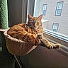 Oscar is registered to the contest to win money with this photo: cat, ginger_cat, cat_tree, window, window_screen, indoor, pet, feline, cozy, relaxed, sunlight, perch, animal, orange_fur, resting, home, carpet, urban, building, daylight