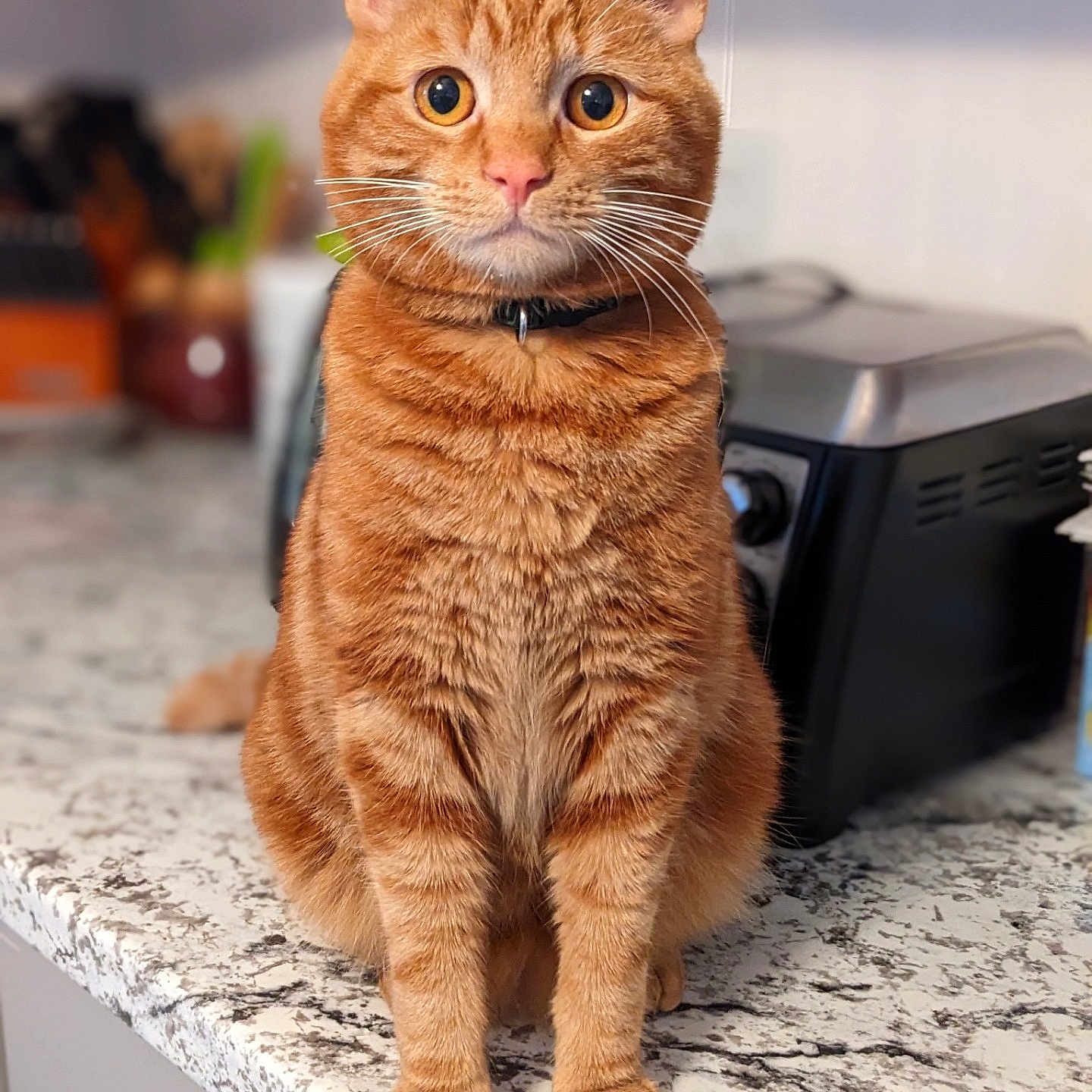 Oscar is registered to the contest to win money with this photo: cat, orange_tabby, pet, animal, feline, indoor, kitchen, countertop, sitting, fur, whiskers, ears, eyes, domestic_cat, curious, closeup, portrait, household, appliance, tabby_pattern