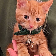 Oscar is registered to the contest to win money with this photo: kitten, cat, orange_tabby, pet, collar, bell, tag, paw, hand, person, hoodie, green_clothing, cute, close_up, animal, feline, young, domestic_cat, indoor, soft