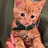 kitten, cat, orange_tabby, pet, collar, bell, tag, paw, hand, person, hoodie, green_clothing, cute, close_up, animal, feline, young, domestic_cat, indoor, soft
